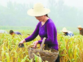 小娄农家小米
