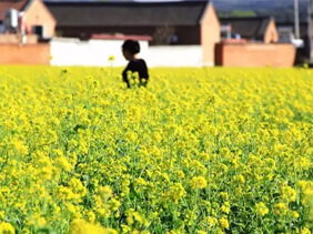 小娄农家油菜花