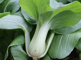 小娄农家新鲜油菜