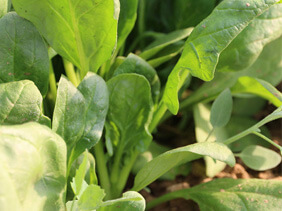 小娄农家新鲜菠菜
