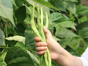 小娄农家上架豆角